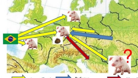 Производството на свинско и птиче месо ще расте до 2019 година
