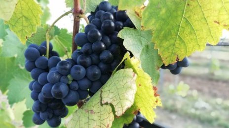 Търсенето на крафт продукти зарадва малките дестилерии