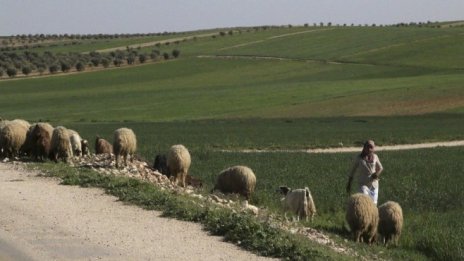 Порожанов: Въпросът за чумата по животните се политизира