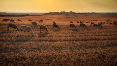 В Странджа няма да гледат пак животни преди второ изследване в Болярово
