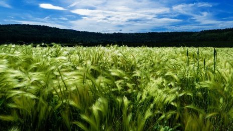 България иска в дебата за ОСП да се обсъди обвързаната с производство подкрепа