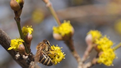 Произведеният в България пчелен мед намалява с 10,3% заради неблагоприятен климат