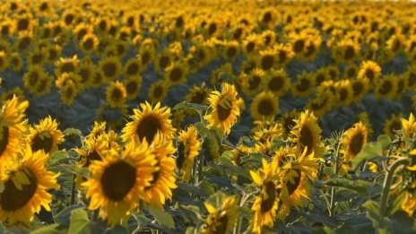 Защо преработвателите на слънчоглед разчитат и на блокирания внос от Украйна?