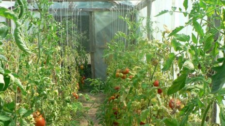 Производители на зеленчуци предупредиха за 85% сив сектор