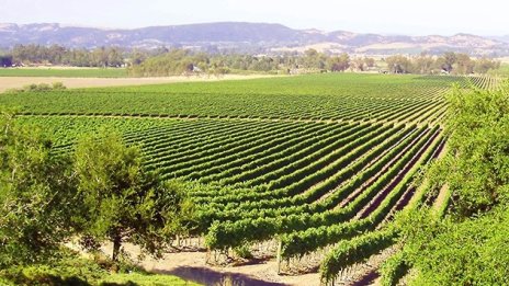 Три от фабриките на "Винпром Карнобат" спират работа заради Агенция "Митници"