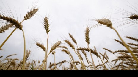 Котировките на пшеницата в САЩ се повишават през седмицата
