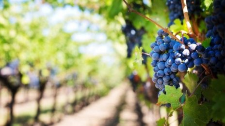 Започва изплащането по de minimis за лозари и земеделски стопани