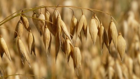 ЕК предвижда повече свобода за регионите в новата земеделската политика