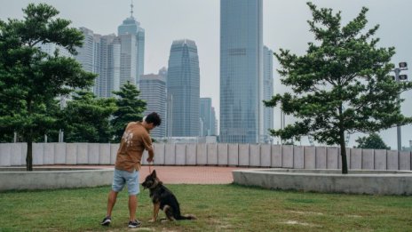 Защо заможни жители на Хонконг ангажират чартъри за домашните си любимци?