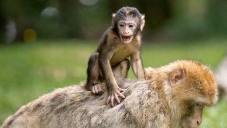 Престъпни групи въртят 20 млрд. евро годишно от трафик на диви животни