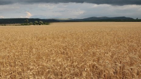 Експерти очакват засушаването да вдигне цената на маслодайните култури