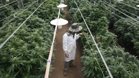 Компания за производство на марихуана ще бъде листната за първи път в САЩ
