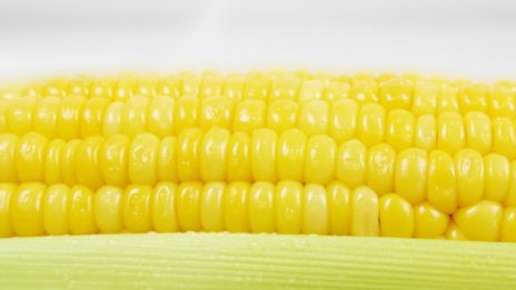 Две трети от членките на ЕС не искат ГМО