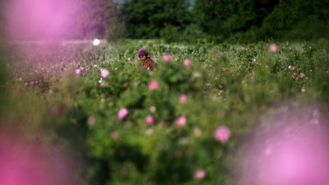 ИнтелиАгро: Търсенето на етерични масла по света се ускорява*