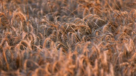 Продоволствената несигурност е по-голям проблем от енергията