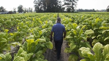 Фермери протестират срещу идеята за нови тютюни с намалено количество никотин