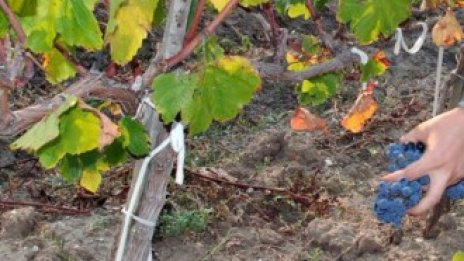 За последните шест месеца 1400 българи са заминали официално на работа в ЕС