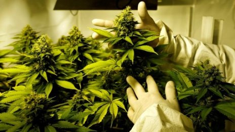 Ще остане ли отглеждането на индустриален коноп в България мисия невъзможна?