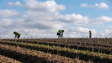 Коронавирусът върна източноевропейците у дома – някои завинаги, други за малко