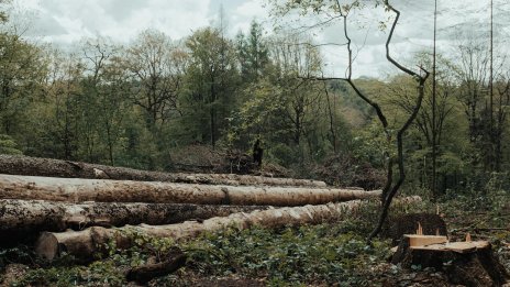 САЩ искат от ЕС да отложи закона за обезлесяването