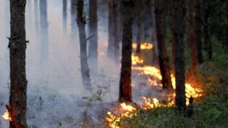 Над 32 хил. дка гори са унищожени от пожари това лято