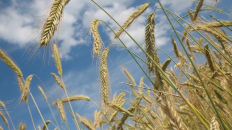 Средният добив на пшеница расте, но цените се понижават