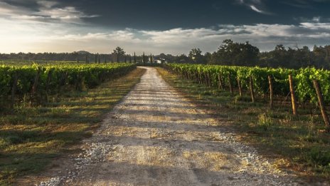 Рекордните температури и горски пожари заплашват винопроизводителите в Европа
