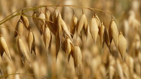 Зърнопроизводители алармират за рискове в кампанията за директни плащания