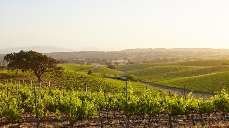 Френски производители на вина от Бургундия целят въглеродна неутралност до 2035 г.