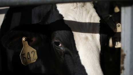 Преработката на млечни продукти в ЕС расте през 2020 г.