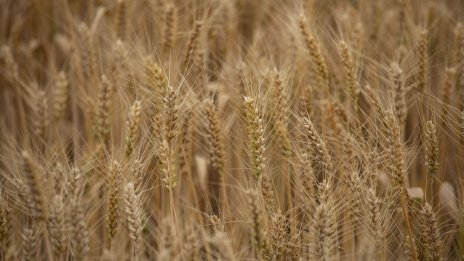 Високата цена ограничава износа на руска пшеница трети пореден месец