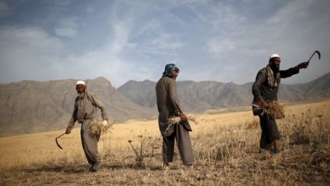 Житото, другият петрол на Ислямска държава