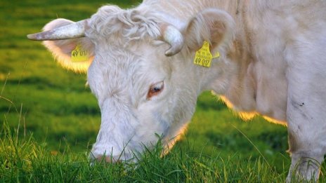 Увеличава се държавната помощ за инвестиции в млекомати