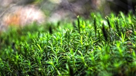 Почти 40 на сто от територията на държавите в ЕС е покрита с гори