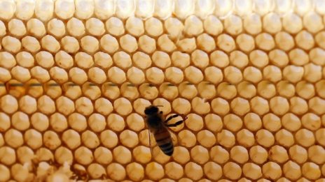 Пчелари настояват за европейска проверка на всички вещества за растителна защита