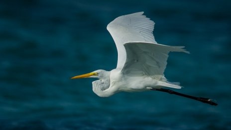 Растящото потребление води до рекорден срив в биоразнообразието