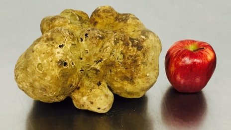 Гигантски бял трюфел ще бъде продаден на търг в Ню Йорк