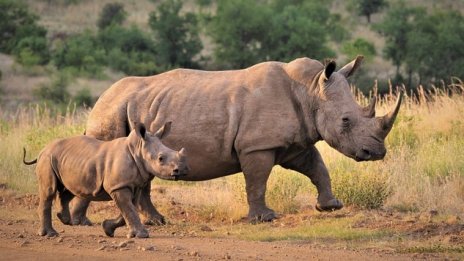 Сафаритата се завръщат, някои от тях - с цел да спасят дивите животни