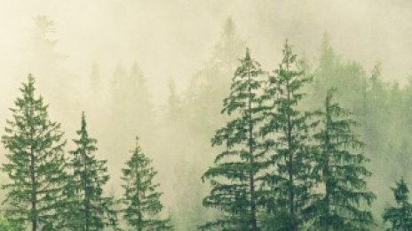 Никола Рахнев: За 10 години България е загубила над 1 млрд. лв. в горски пожари