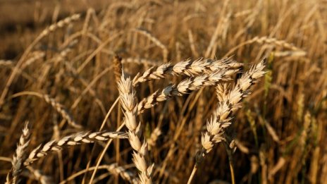 Германският селскостопански сектор иска по-голям достъп до китайския пазар