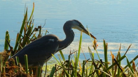 Работодатели искат участие в управлението на мрежата Натура 2000