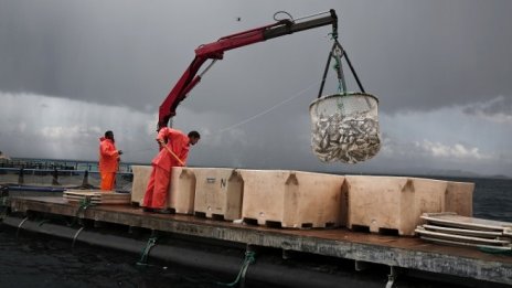 Производството на аквакултури в Евросъюза достигна 4 млрд. евро