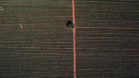 Когато компаниите умишлено не искат да растат