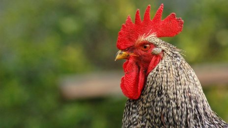 В българските ферми започват проверки за фипронил в яйцата