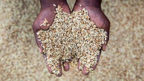 Тежката суша ще превърне Северна Африка в най-големия вносител на зърно в света