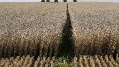 Европейската пшеница губи конкурентоспособността си пред черноморската