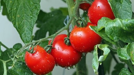 Храните на едро леко поскъпват в началото на февруари