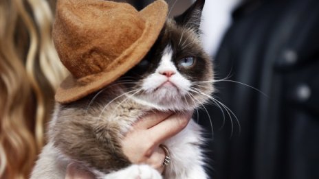 Как Grumpy Cat изкарва милиони