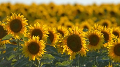 Фермерите са скептични към опитите да се пресекат измамите с наети ниви