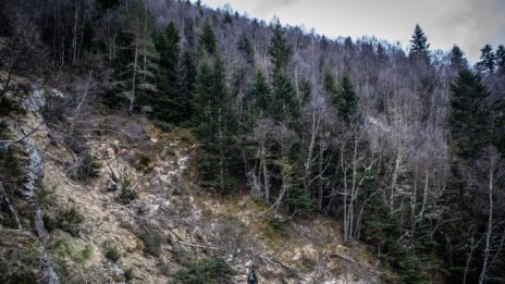 ИАГ: Над 300 са системните нарушения в горите за 2020 г.